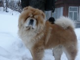 Вязка