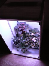 Домашние теплицы. Челябинск. Fitogrowbox